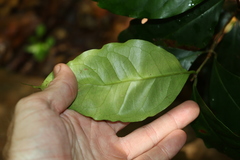 Syzygium hodgkinsoniae