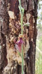 Calochilus therophilus