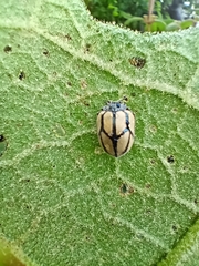 Epilachna viridilineata