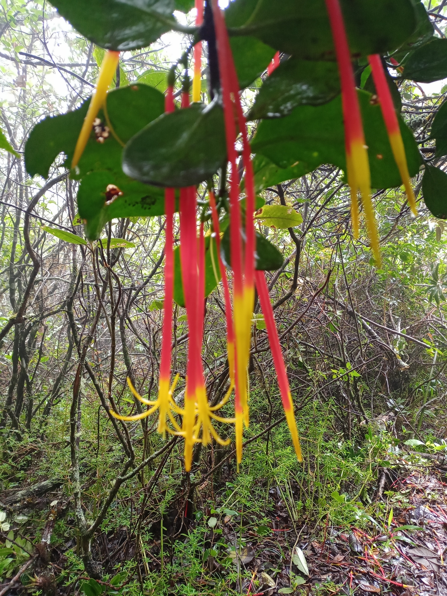 Loranthaceae image