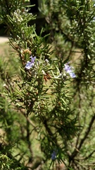 Rosmarinus