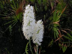 Stenanthium densum