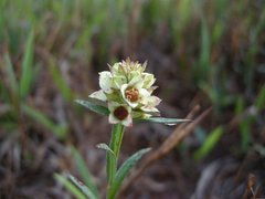 Ludwigia suffruticosa