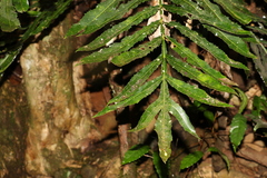 Hicksbeachia pinnatifolia