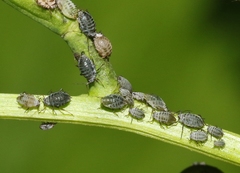 Lipaphis pseudobrassicae