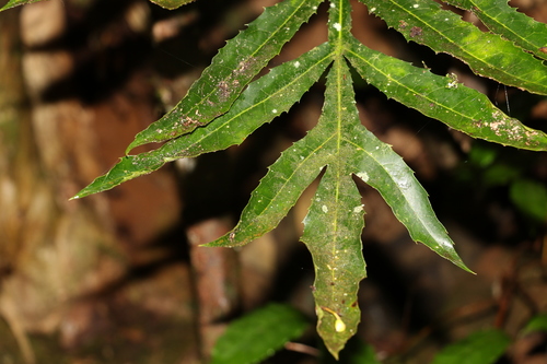 Image of Hicksbeachia pinnatifolia by (c) Greg Tasney, some rights reserved (CC BY-SA)