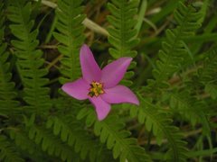 Sabatia grandiflora