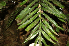 Hicksbeachia pinnatifolia