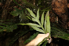 Hicksbeachia pinnatifolia