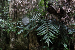 Hicksbeachia pinnatifolia