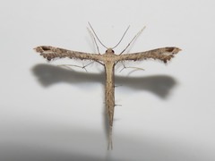 Stenoptilodes brevipennis