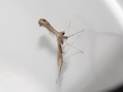 Stenoptilodes brevipennis