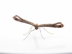 Stenoptilodes brevipennis