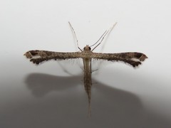 Stenoptilodes brevipennis