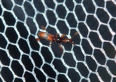 Cyphagogini