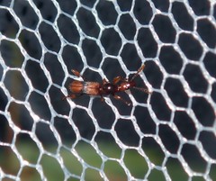 Cyphagogini