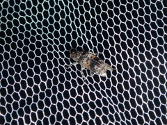 Dendropemon subfasciatus