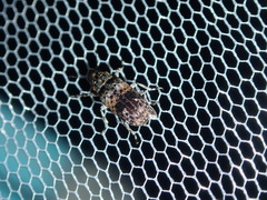 Dendropemon subfasciatus