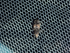 Dendropemon subfasciatus