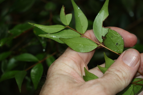 Image of Decaspermum humile by (c) Greg Tasney, some rights reserved (CC BY-SA)