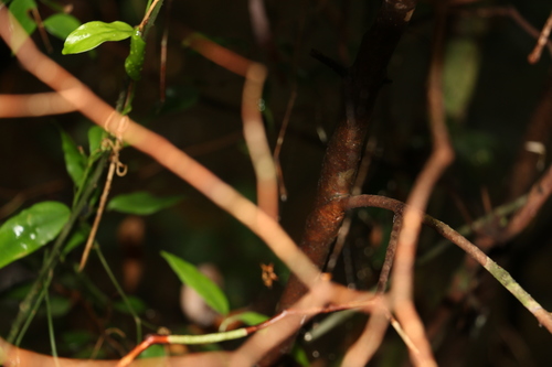 Image of Decaspermum humile by (c) Greg Tasney, some rights reserved (CC BY-SA)