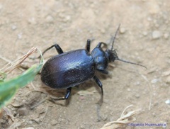 Calosoma vagans