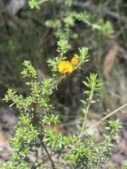 Pultenaea pedunculata