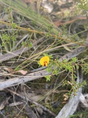 Pultenaea pedunculata