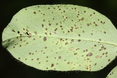 Polythrincium trifolii