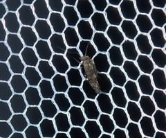 Myopsocidae