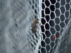 Myopsocidae
