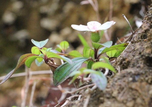 Image of Twelve-Stamened Melastoma (Melastoma dodecandrum) by no rights reserved
