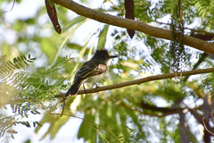 Myiarchus antillarum