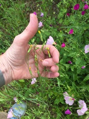 Crepis pulchra