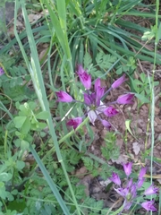 Allium peninsulare