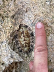 Acanthopleura