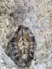 Acanthopleura