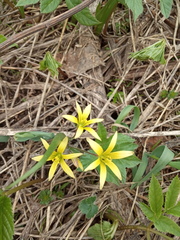 Gagea granulosa