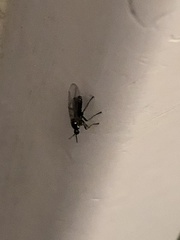 Scatopsidae