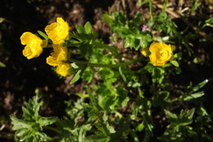 Ranunculus brachylobus