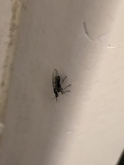Scatopsidae