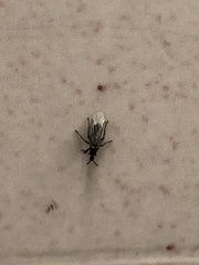 Scatopsidae