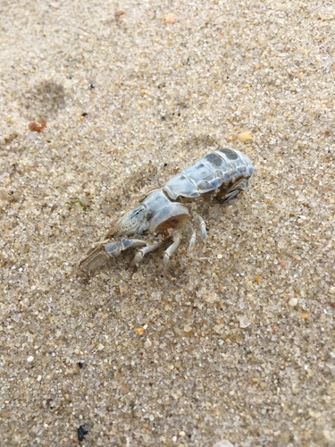 Upogebia affinis