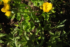 Ranunculus brachylobus