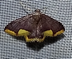 Lophosis labeculata