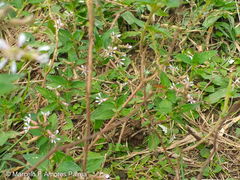 Trigona chanchamayoensis