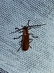 Chauliognathus cinguliventris