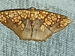 Nematocampa completa