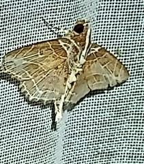 Dolichosomastis leucogrammica