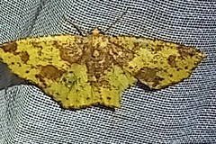 Periclina merana